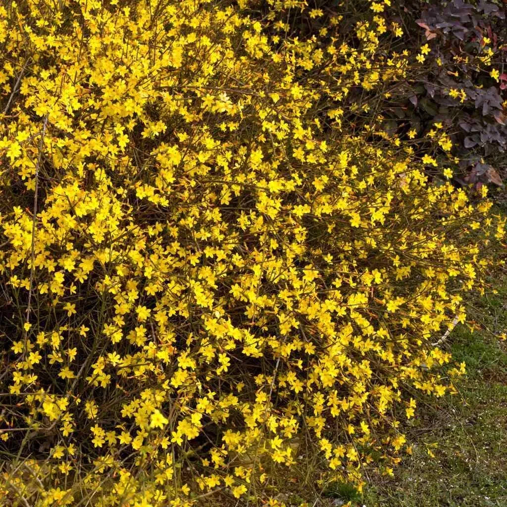 jasmin-nagokwiatowy-1l