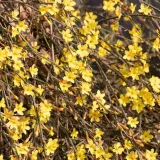 jasmin-nagokwiatowy-1l-stan-nowy