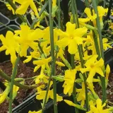 jasmin-nagokwiatowy-1l-producent-szkolka-pnaczy-marek-wedrowski