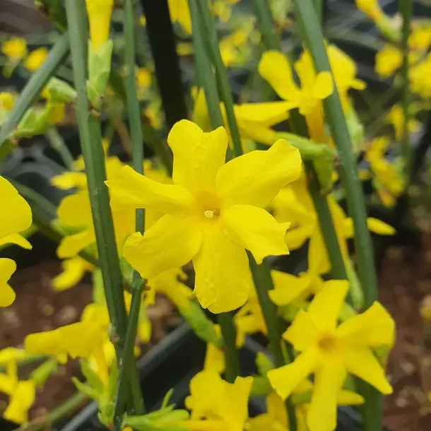 jasmin-nagokwiatowy-1l-rodzaj-rosliny-inny-stan-nowy