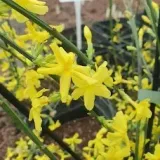 jasmin-nagokwiatowy-1l-rodzaj-rosliny-inny-producent-szkolka-pnaczy-marek-wedrowski