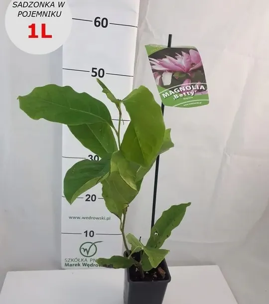 magnolia-betty-2l-rodzaj-rosliny-magnolie-i-tulipanowce
