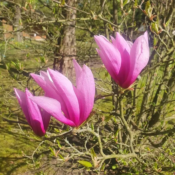 magnolia-betty-2l-styl-ogrod-srodziemnomorski-ogrod-wiejski-ogrod-skalny-ogrod-nowoczesny-ogrod-japonski