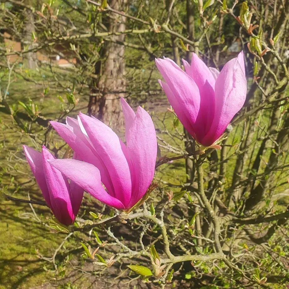 magnolia-betty-2l