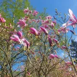 magnolia-betty-2l-stan-nowy