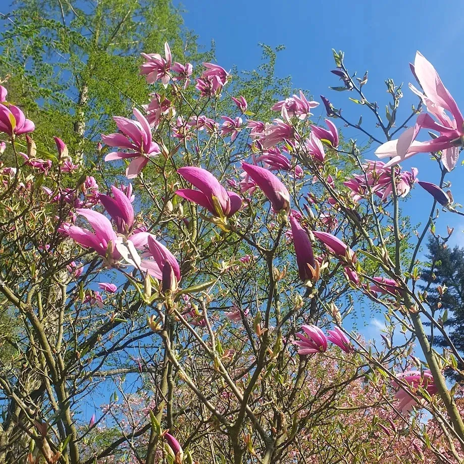 magnolia-betty-2l-rodzaj-rosliny-magnolie-i-tulipanowce