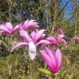 magnolia-betty-2l-producent-szkolka-pnaczy-marek-wedrowski