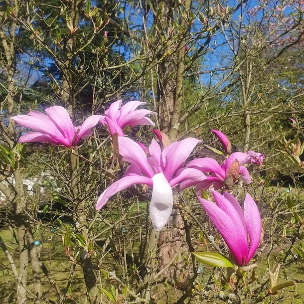 magnolia-betty-2l-nazwa-lacinska-inna