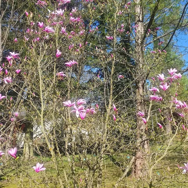 magnolia-betty-2l-rodzaj-rosliny-magnolie-i-tulipanowce-styl-ogrod-srodziemnomorski-ogrod-wiejski-ogrod-skalny-ogrod-nowoczesny-ogrod-japonski