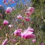 magnolia-betty-2l-rodzaj-rosliny-magnolie-i-tulipanowce-stan-nowy