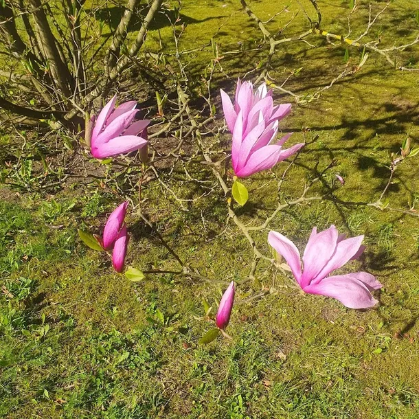 magnolia-betty-2l-rodzaj-rosliny-magnolie-i-tulipanowce-producent-szkolka-pnaczy-marek-wedrowski