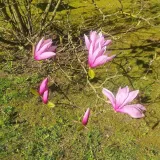magnolia-betty-2l-rodzaj-rosliny-magnolie-i-tulipanowce-producent-szkolka-pnaczy-marek-wedrowski