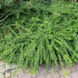 suchodrzew-chinski-1l