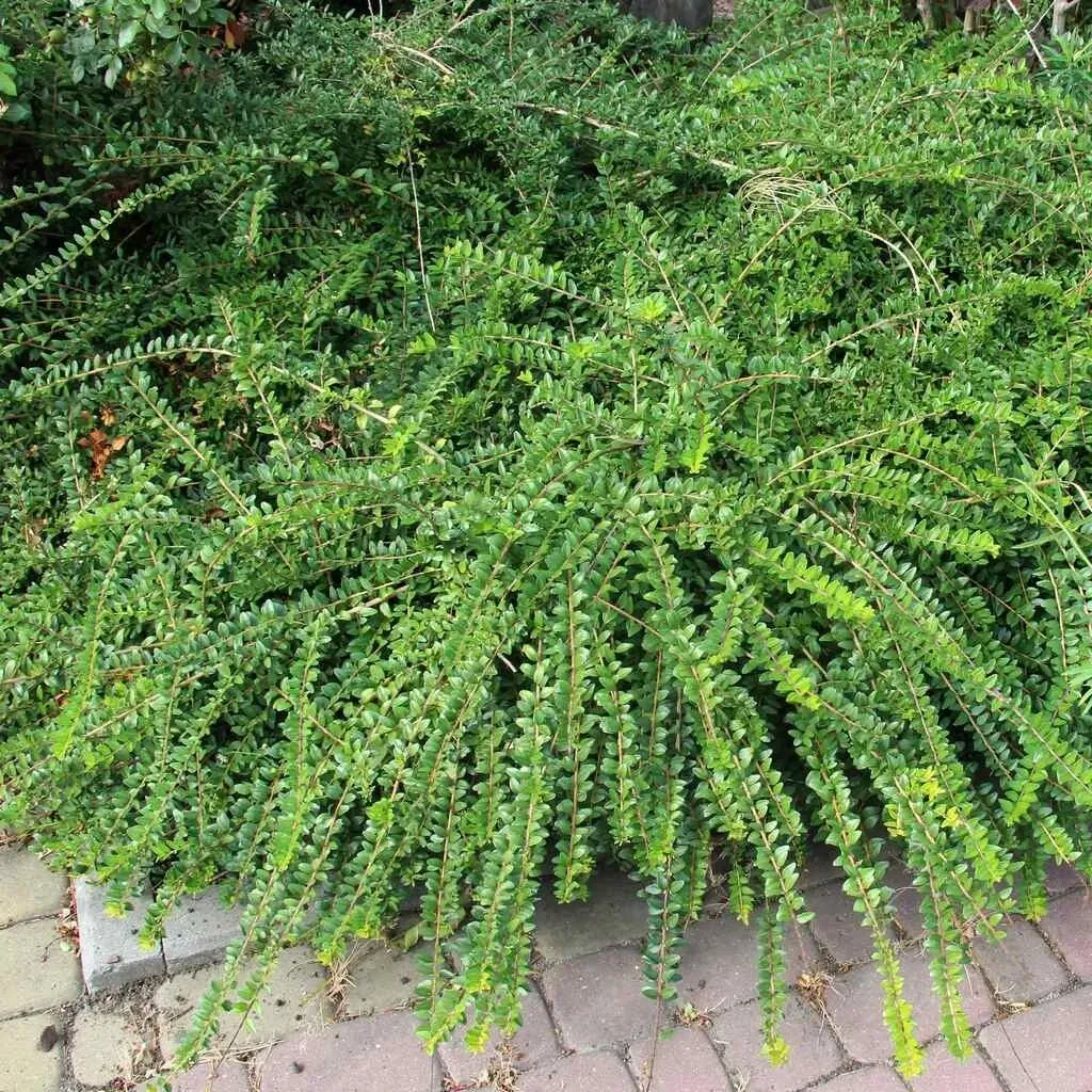 suchodrzew-chinski-1l