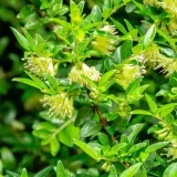 suchodrzew-chinski-1l-rodzaj-rosliny-inny