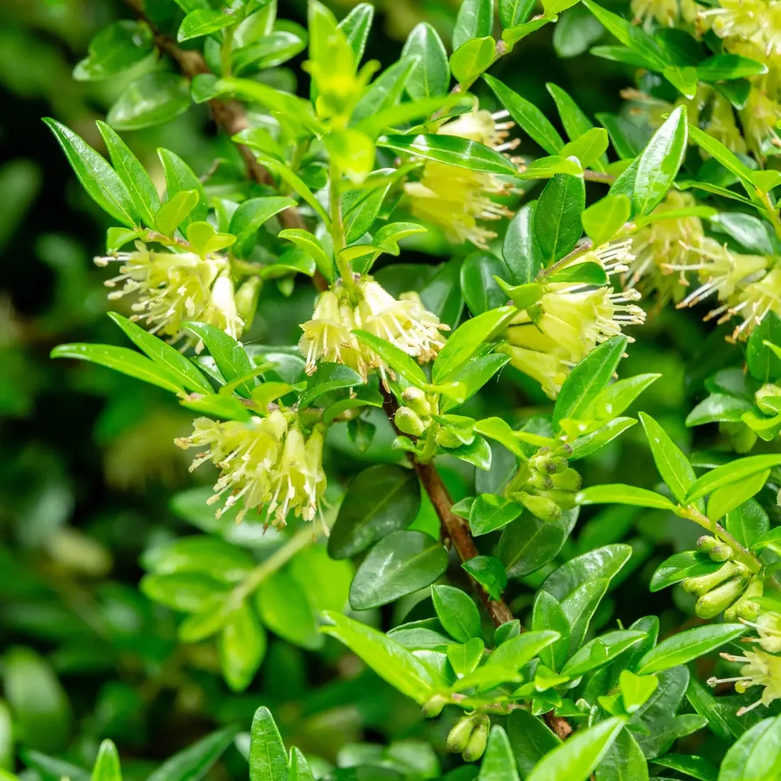 suchodrzew-chinski-1l