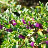 suchodrzew-chinski-1l-styl-ogrod-srodziemnomorski-ogrod-wiejski-ogrod-skalny-ogrod-nowoczesny-ogrod-japonski