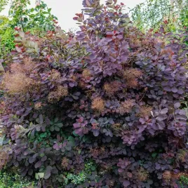 perukowiec-podolski-royal-purple-2l