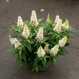 budleja-dawida-butterfly-candy-r-little-white-pbr-2l