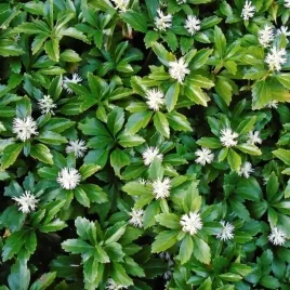 runianka-japonska-green-sheen-1l