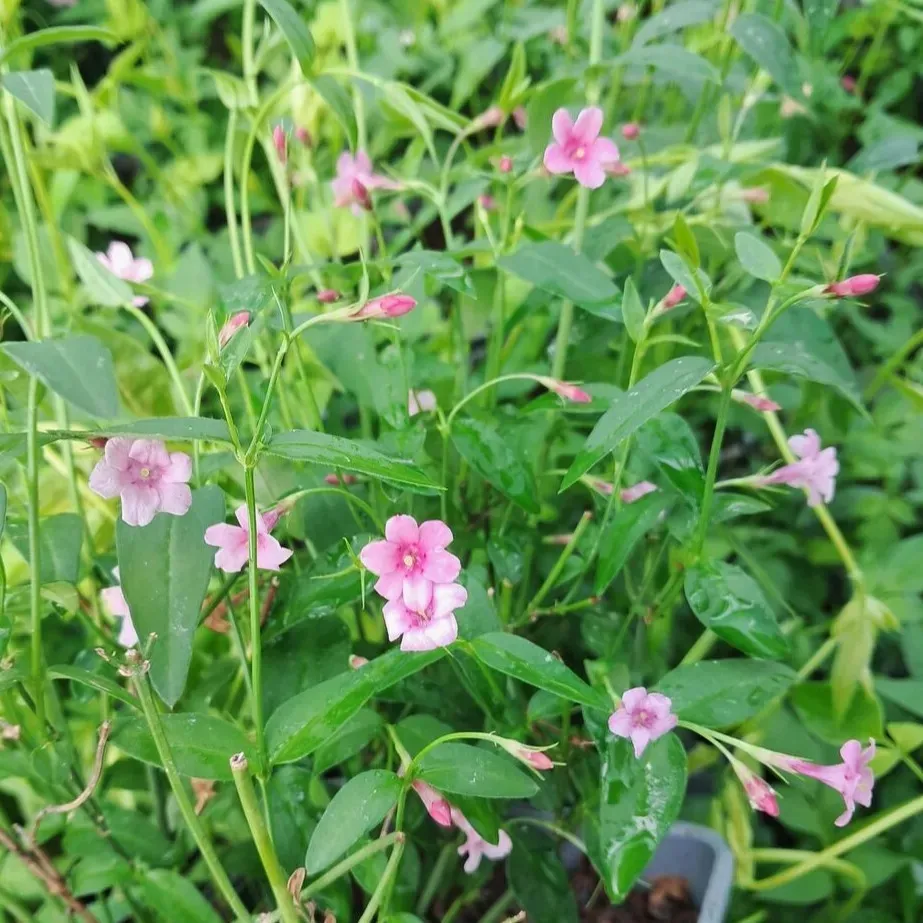 jasmin-stefana-pnacy-1l