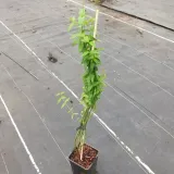 jasmin-stefana-pnacy-1l-rodzaj-rosliny-inny