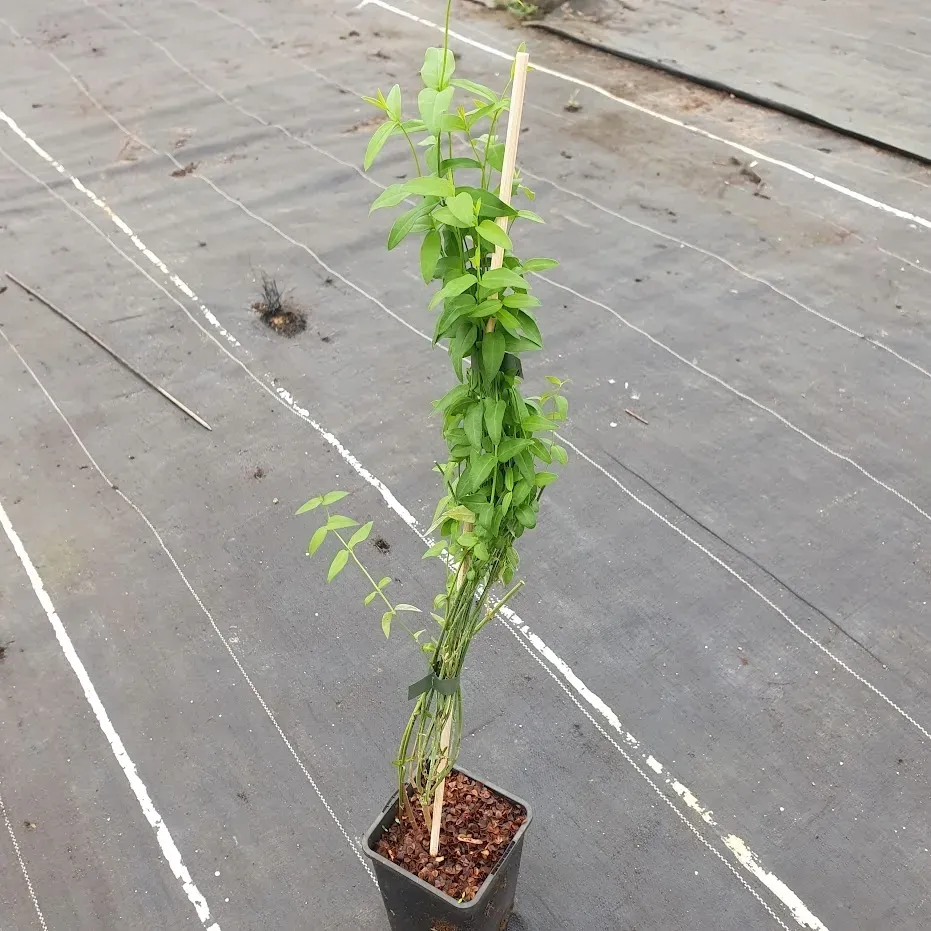 jasmin-stefana-pnacy-1l