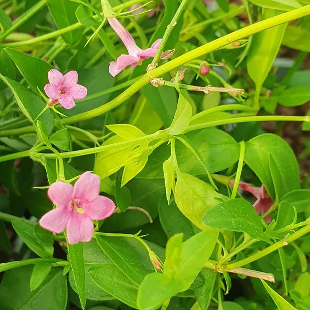 jasmin-stefana-pnacy-1l-styl-ogrod-srodziemnomorski-ogrod-wiejski-ogrod-skalny-ogrod-nowoczesny-ogrod-japonski