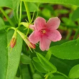 jasmin-stefana-pnacy-1l-stan-nowy