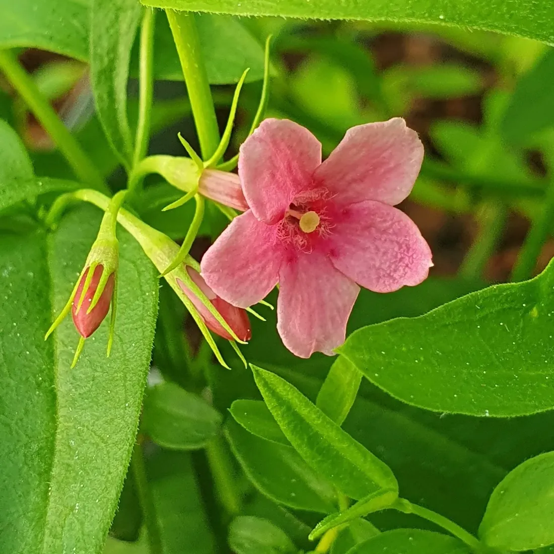 jasmin-stefana-pnacy-1l-rodzaj-rosliny-inny