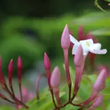 jasmin-stefana-pnacy-1l-producent-szkolka-pnaczy-marek-wedrowski