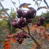 jarzab-titan-2l-rodzaj-rosliny-inny