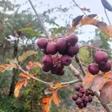 jarzab-titan-2l-producent-szkolka-pnaczy-marek-wedrowski