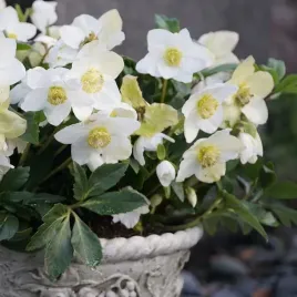 ciemiernik-bialy-advent-star-1l