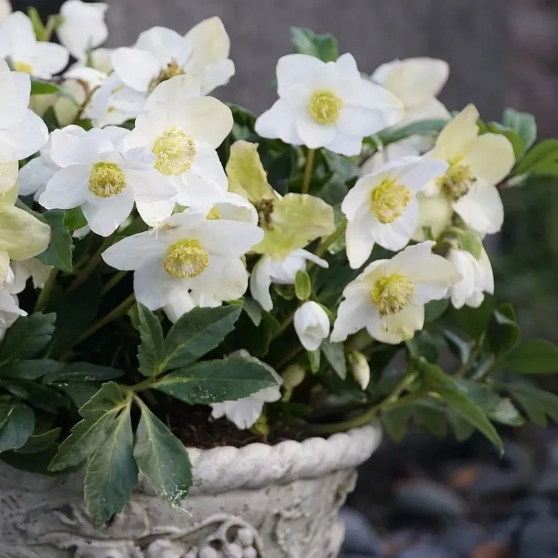 ciemiernik-bialy-advent-star-1l