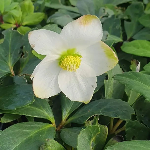 ciemiernik-bialy-advent-star-1l-styl-ogrod-srodziemnomorski-ogrod-wiejski-ogrod-skalny-ogrod-nowoczesny-ogrod-japonski