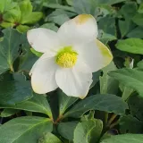 ciemiernik-bialy-advent-star-1l-styl-ogrod-srodziemnomorski-ogrod-wiejski-ogrod-skalny-ogrod-nowoczesny-ogrod-japonski