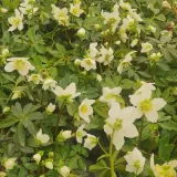 ciemiernik-bialy-advent-star-1l-stan-nowy