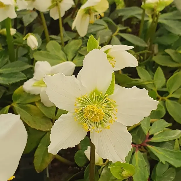 ciemiernik-bialy-advent-star-1l-producent-szkolka-pnaczy-marek-wedrowski