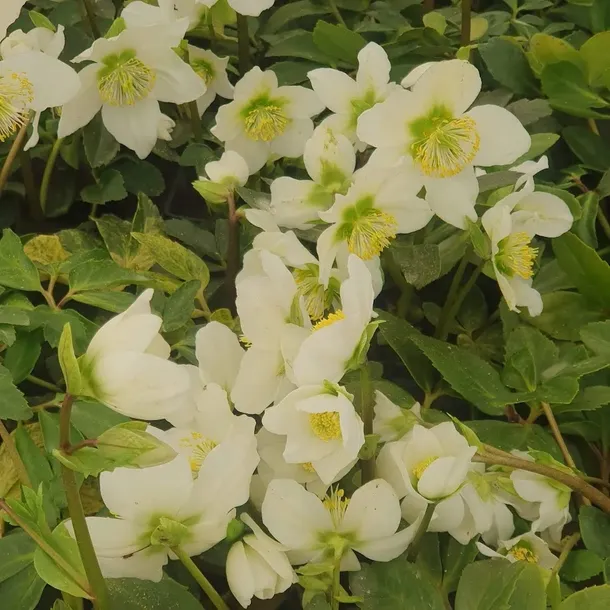 ciemiernik-bialy-advent-star-1l-nazwa-lacinska-helleborus-niger