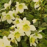 ciemiernik-bialy-advent-star-1l-rodzaj-rosliny-inny-styl-ogrod-srodziemnomorski-ogrod-wiejski-ogrod-skalny-ogrod-nowoczesny-ogrod-japonski