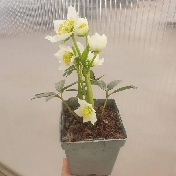 ciemiernik-bialy-advent-star-1l-rodzaj-rosliny-inny-stan-nowy