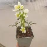 ciemiernik-bialy-advent-star-1l-rodzaj-rosliny-inny-stan-nowy