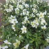 ciemiernik-bialy-advent-star-1l-rodzaj-rosliny-inny-producent-szkolka-pnaczy-marek-wedrowski