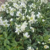 ciemiernik-bialy-advent-star-1l-rodzaj-rosliny-inny-nazwa-lacinska-helleborus-niger