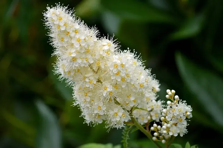 laurowisnia-1l-nazwa-lacinska-prunus-laurocerasus