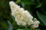 laurowisnia-1l-nazwa-lacinska-prunus-laurocerasus