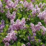 lilak-meyera-palibin-2l