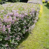 lilak-meyera-palibin-2l-rodzaj-rosliny-lilaki