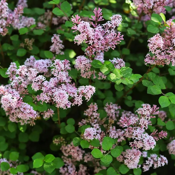 lilak-meyera-palibin-2l-styl-ogrod-srodziemnomorski-ogrod-wiejski-ogrod-skalny-ogrod-nowoczesny-ogrod-japonski